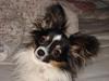 Papillon Oliver 