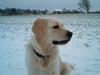 Golden retriever chili