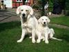 Golden retriever Lady