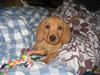 Basset fauve de bretagne Luna