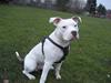Amerikansk staffordshire terrier Chico