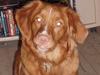 Nova scotia duck tolling retriever Cindy