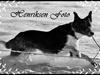 Border collie Team Lyng's Balder