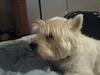 West highland white terrier Anton