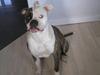Amerikansk bulldog Matheos Raya