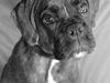 Boxer na frej vics amaryllis