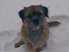 Border terrier Acita
