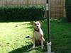 Amerikansk staffordshire terrier Buller