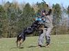 Rottweiler Chaco