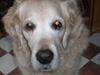 Golden retriever Sandy