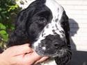 Engelsk springer spaniel Oliva (Liva)