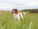 Engelsk springer spaniel Django..