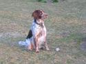 Engelsk springer spaniel Rosso