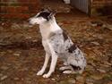 Collie korthåret Blue Vasco van Midden-Aar