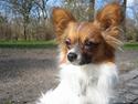 Papillon Gizmo