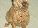 Irsk terrier Fie *RIP*