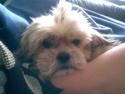 Shih tzu Emma R.I.P