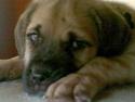 Mastiff Lille My