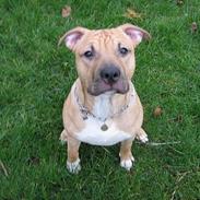 Amerikansk staffordshire terrier Eddy