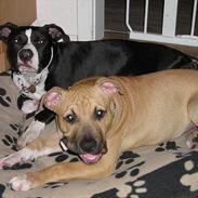 Amerikansk staffordshire terrier Eddy