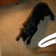 Labrador retriever noa