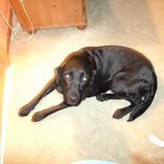 Labrador retriever noa