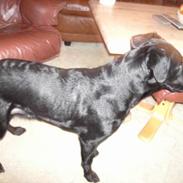 Labrador retriever noa