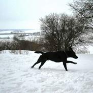 Labrador retriever King