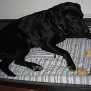 Labrador retriever King