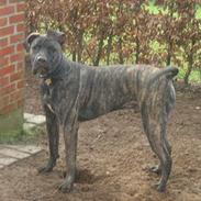 Dogo canario Capone *R.I.P 2009*