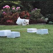 West highland white terrier Skyewalker's Summer Sky