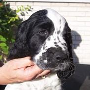 Engelsk springer spaniel Oliva (Liva)