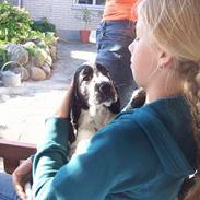 Engelsk springer spaniel Oliva (Liva)