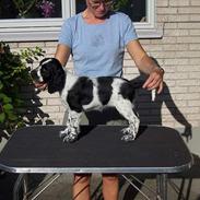 Engelsk springer spaniel Oliva (Liva)