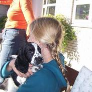 Engelsk springer spaniel Oliva (Liva)
