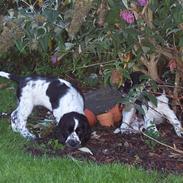 Engelsk springer spaniel Oliva (Liva)