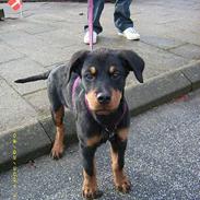 Rottweiler Rocky 