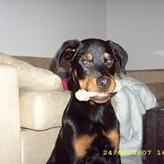 Rottweiler Rocky 