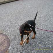 Rottweiler Rocky 