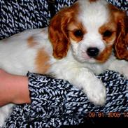 Cavalier king charles spaniel Zimba