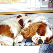 Cavalier king charles spaniel Zimba