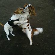 Cavalier king charles spaniel Zimba