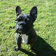 Fransk bulldog Oscar
