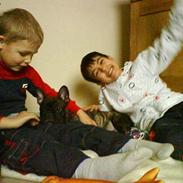 Fransk bulldog Oscar