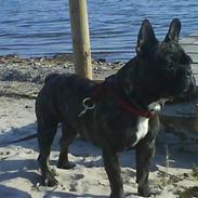 Fransk bulldog Oscar