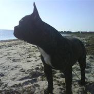 Fransk bulldog Oscar