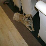 Tibetansk spaniel bølle