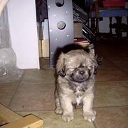 Tibetansk spaniel bølle