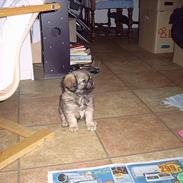 Tibetansk spaniel bølle