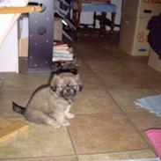 Tibetansk spaniel bølle